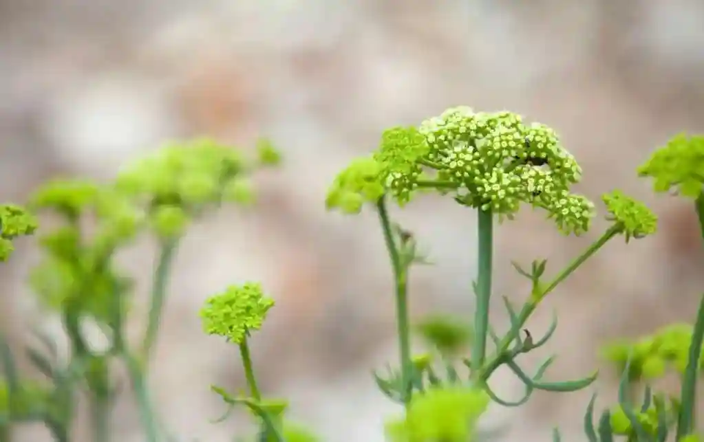“植物干细胞”到底是个啥？