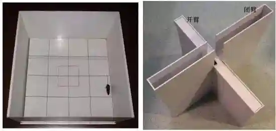 肥胖伤脑：科学家发现肥胖会诱导大脑细胞衰老