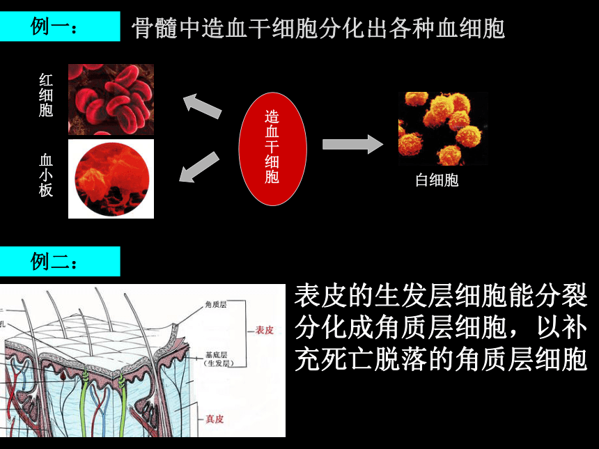同样是升白药，两种集落刺激因子有啥不一样？