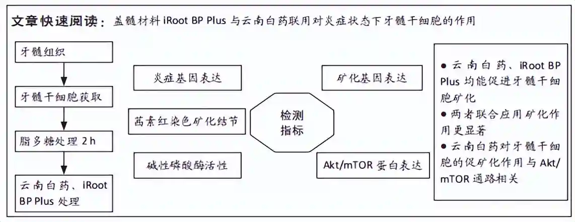 硅酸钙基生物活性陶瓷联用云南白药对炎症状态下牙髓干细胞矿化的影响
