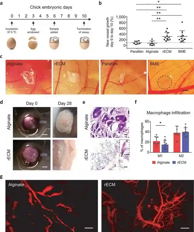 新型生物墨水 打印人体器官更进一步