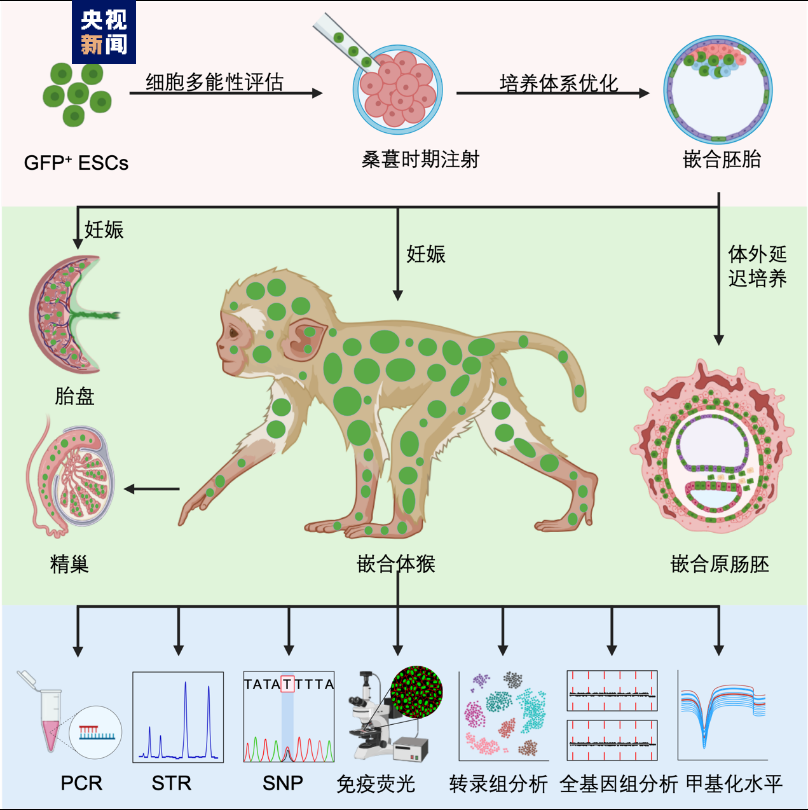 植物如何抗病毒？我科学家发现“反病毒劫持”关键蛋白