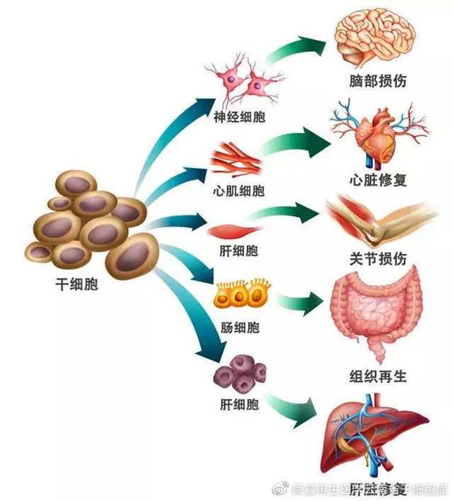 瑞典卡罗林斯卡医学院沃克·劳施克教授莅临兰大一院开展学术访问