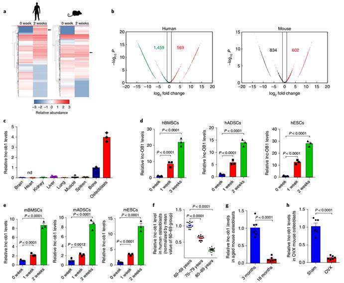 “基因魔剪”原创者获诺贝尔化学奖，华人学者张锋与之无缘