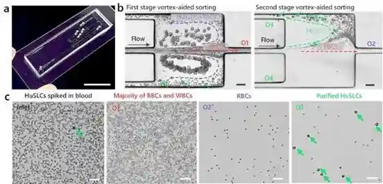 新型微流控器件实现目标细胞自动双重提取和纯化