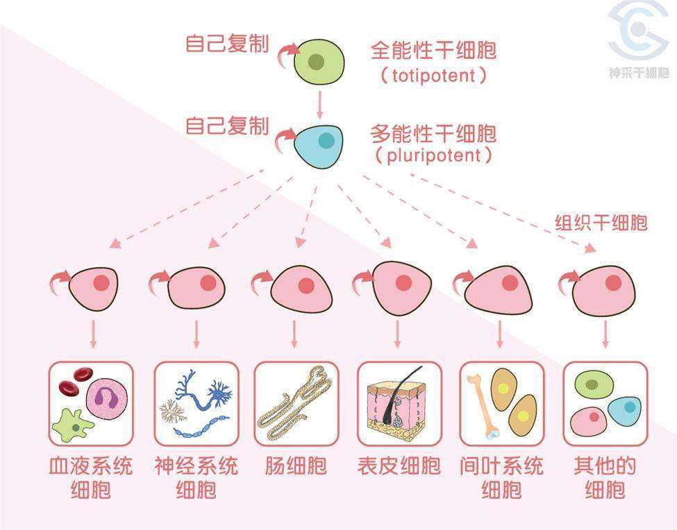 自体存储脐血挽救19岁再障患者生命