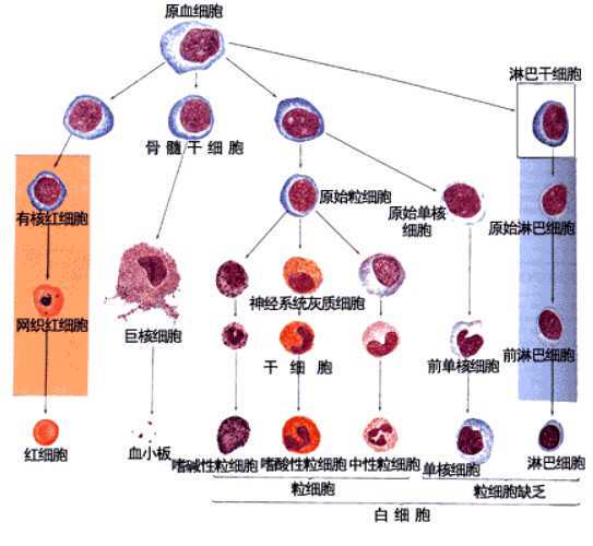 治愈！德国男子在干细胞移植近10年后仍未发现HIV