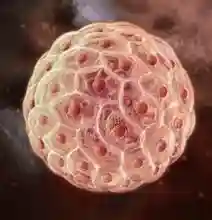 科学家诱导人干细胞形成复杂组织