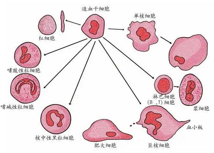 复方丸或可用于预防心血管疾病｜“小柯”论文速递