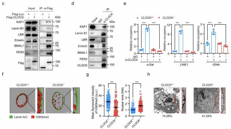 跟我一起喝野山参参须茶！#食疗养生