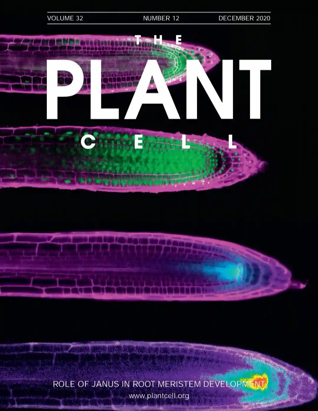 究竟谁在左右植物的根系生长？有答案了