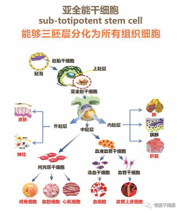 巴基斯坦患者在上海接受外周血和脐带血造血干细胞移植