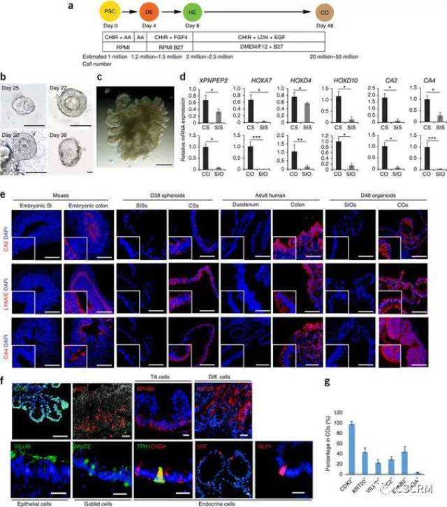 养护肝脏需养眼 养眼护肝的4种食物快吃起来